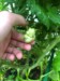 Henry-the giant pumpkin grower