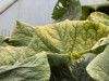 So.Cal.Grower