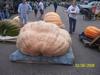 Getting pumpkins ready to be weighed