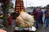 The GREAT DEBATE-Pumpkin or Squash?????