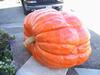 Pumpkin grown from a Paul Rys seed