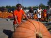 Hilger's Giant Pumpkin Weighoff