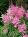 AHHHH   Astilbe