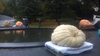 2011 Giant Pumpkins on Display in New York CIty