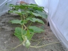 Giant Pumpkin seed from Washington State