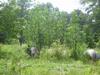 Giant Amaranth over 20 ft. tall