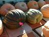 Dark Squash at Borchard Farms