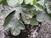 brown spots on melon leaf