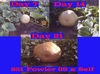 Weekly Pumpkin Growth 