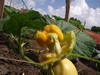 Other side of pollinated pumpkin