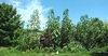 Giant amaranth (Amaranthus australis)