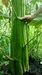 Giant amaranth (Amaranthus australis) stalk