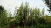 Tallest giant amaranth is about 21 feet tall