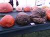 268 Baggs Field Pumpkin WR