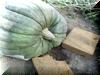 Loading the Squash #2