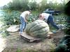 Loading the Squash #10