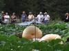 Some of Steve Sperry's Pumpkins