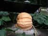 Side-view of Fred Macari's pumpkin on the 500 Wallace