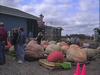 All of the pumpkins ready for weigh-in