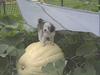 Cheyenne & the pumpkin