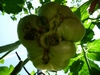 Tomato on first 7.33 Hunt plant (bottom view)