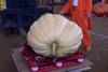 2002 Topsfield Fair - #64 - 436.6 lbs by Peter H. Larrabee