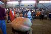 2002 Topsfield Fair - #12 - 840.0 lbs by Ken Desrosiers