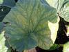 Yellow on leaf