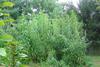 tidalmarsh X giant amaranth and pure giant amaranth plants