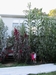 giant cornstalks along the back of the house