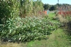 22 ft. tall hybrid amaranth at work