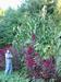 maize at full height with tassels & ears