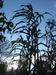 giant Montana maize at sunset