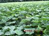 so many big pumpkins