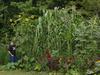 self-sown sunflower and jala maize