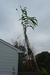 27 ft. pole next to Tehua Maize