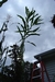 Very tall Tehua maize from Mexico