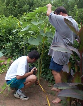 Measuring sunflower