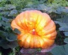 Engel's Great Pumpkins and Carvings