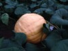 pumpkinJesus