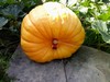 Engel's Great Pumpkins and Carvings