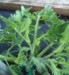 Garden Rebel (Team Rebel Rousers)