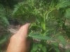 wixom grower ( The Polish Hammer)