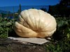 Kiwi_pumpkin