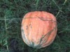 Orange U. Glad