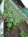 Dorset Farmers - MarkB