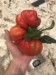 Weird Wint (Tomatoes)
