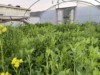 So.Cal.Grower